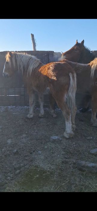 Продам кобылок полутяжи.