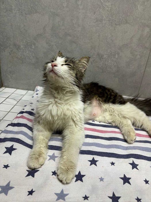 Кошка Лютик бесплатно