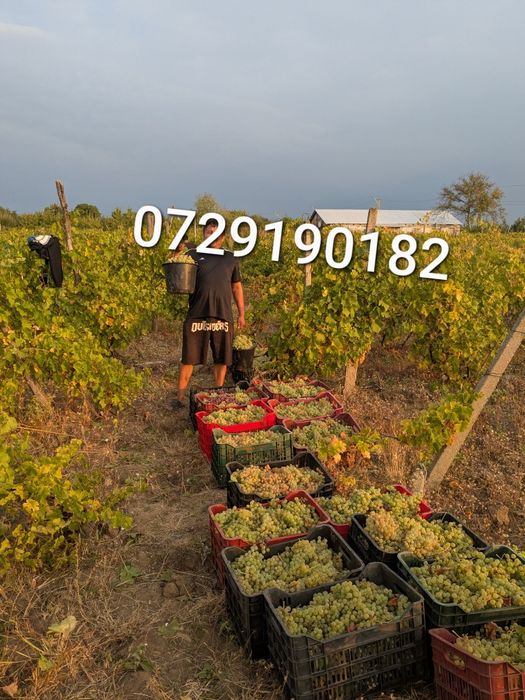 Aducem spre vânzare struguri de vin