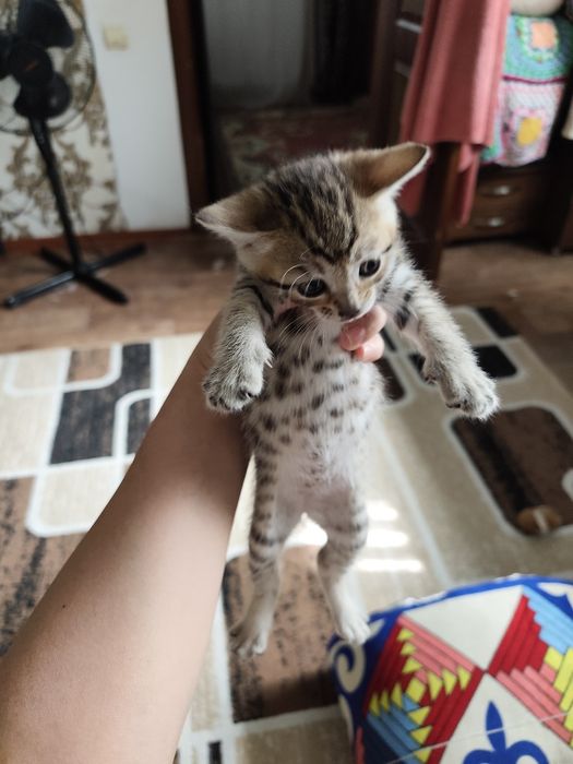Отдам котят в хорошие руки