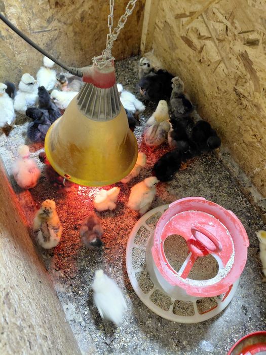 Vând pui rasa  mixtă diferite mărimi