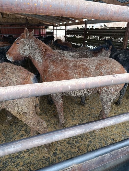 Жылқы,Тай,Бие,Байтал,Құнан