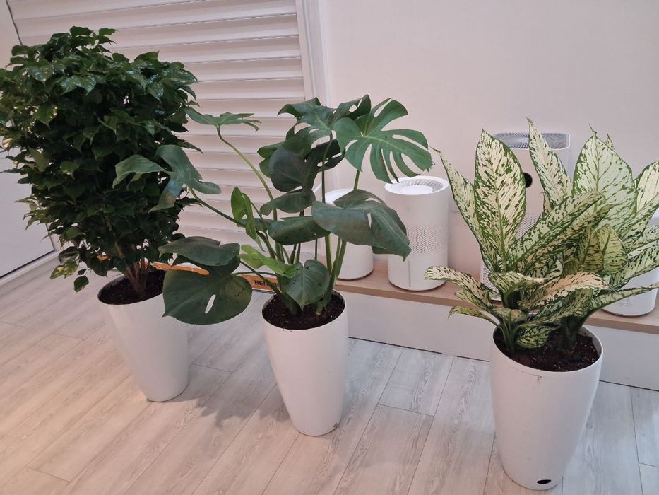 ЦВЕТЫ ОФИСНЫЕ, Офис гуллари, Комнатные растения