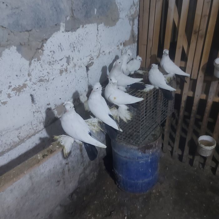 Чернахвость чубати старапародный игравые