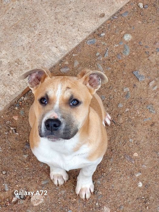 Продажа щенков Стаффорда АСТ