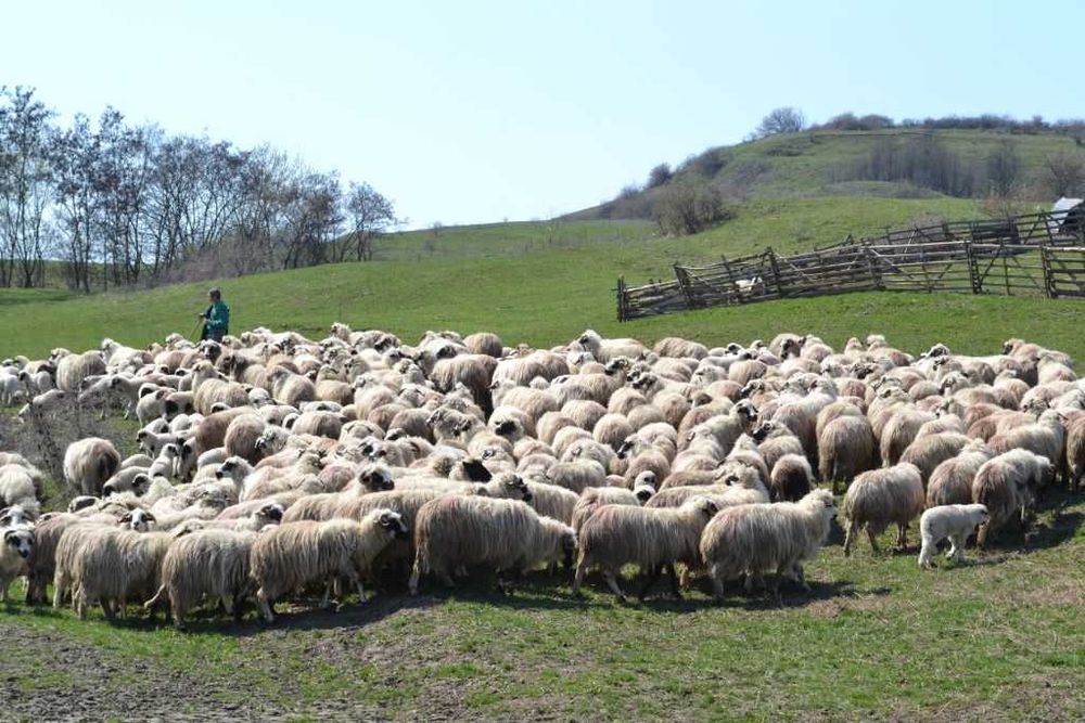 Vand OI - atentie, foarte ieftin!!