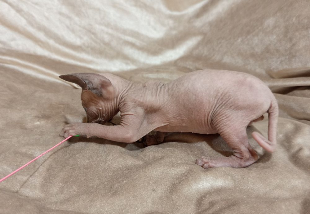 Сфинкс канадский  2 месяца