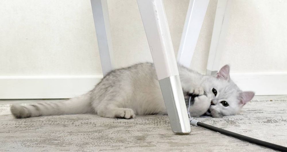 Британский серибристый шиншиллы Скидка