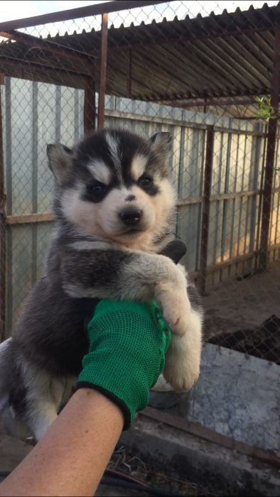 Арлекино девочка