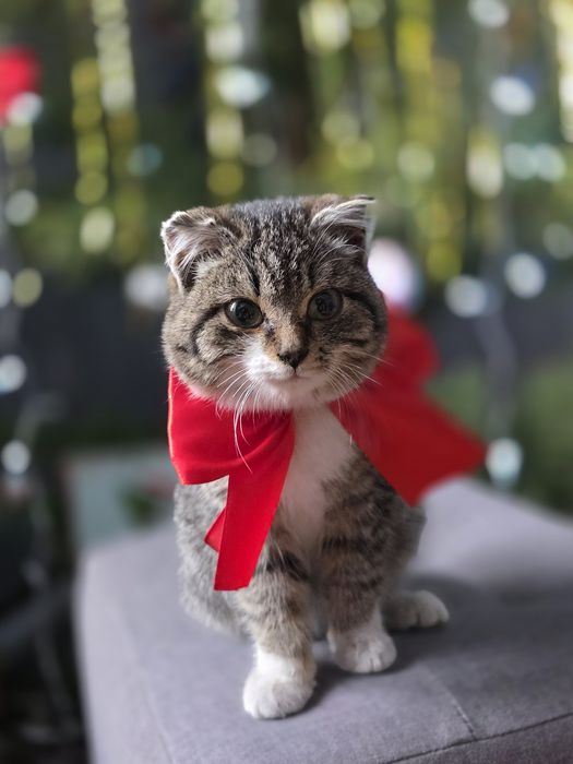 Отдам очень милую кошечку