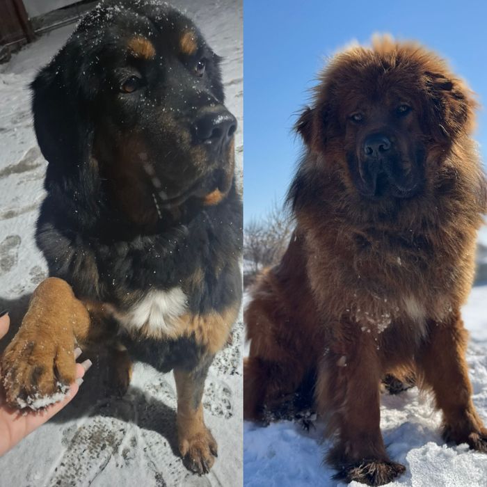 Продам щенков Тибетского мастифа