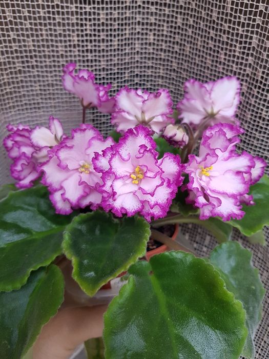 Детки сортовых фиалок