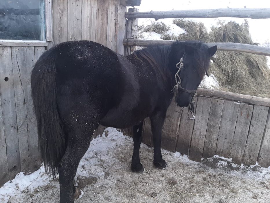 Бие сатылады продается