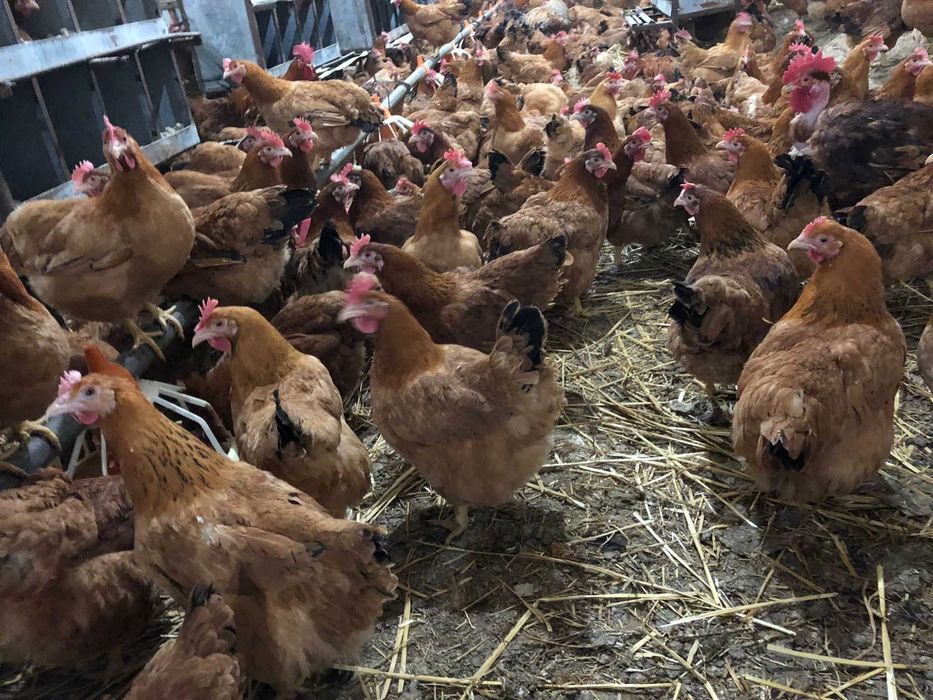 Ferma de pui găini și rate