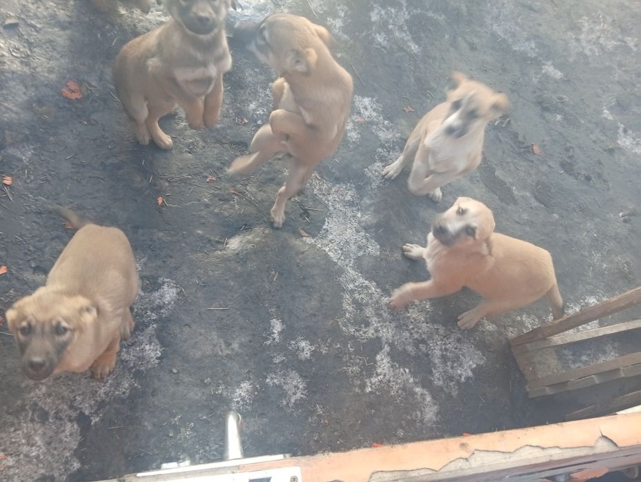 Отдам даром щенков