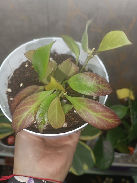 Цветок Хойя , асал томчи гул