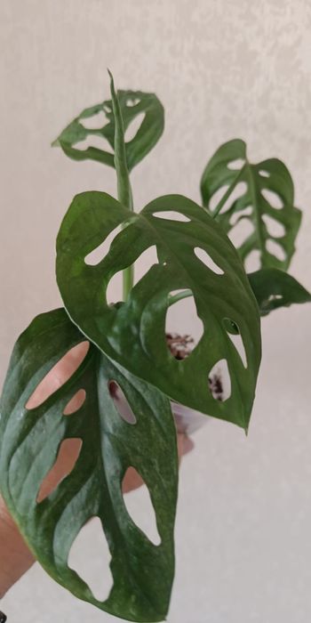 Монстера Адансони Минт