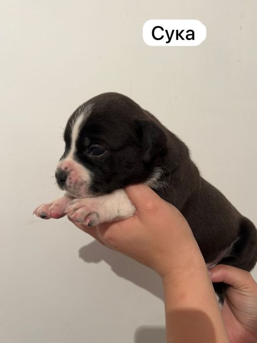 Американский стаффорширдский терьер