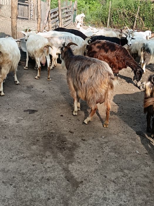 Capre de vanzare bune de lapte