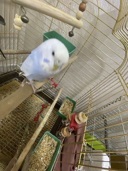 Продам двух волнистых попугаев.