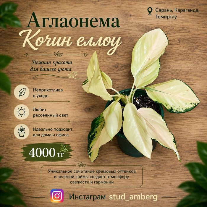 Аглаонема разная 2
