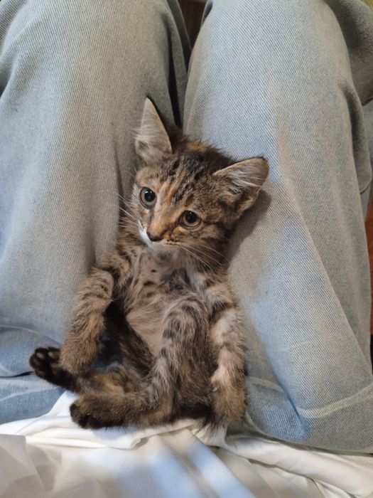 Котенок домашний