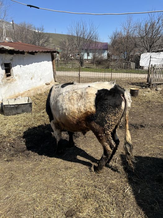 Продам быка 2 года