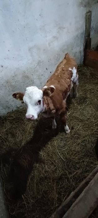 Продам телёнка телочка