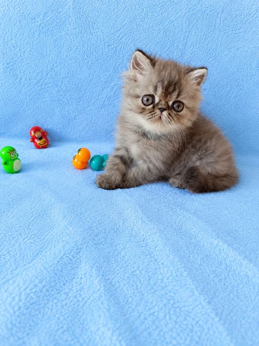 Персидские котята продажа