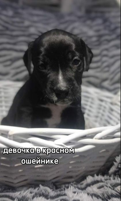 щенки Кане-Корсо