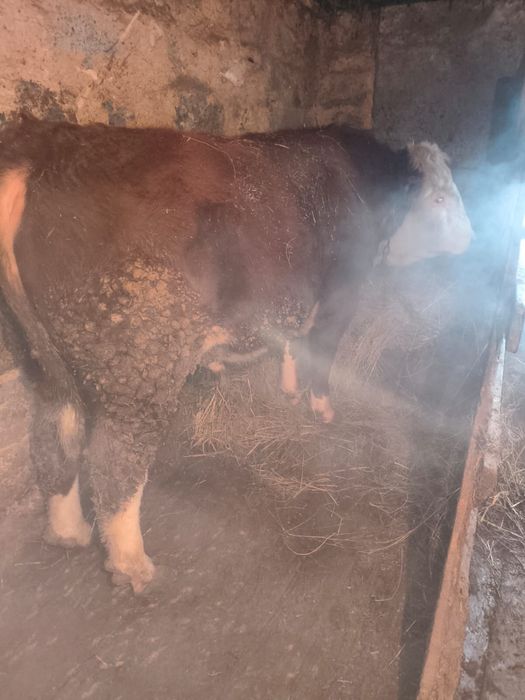 Продам 2-х быков.