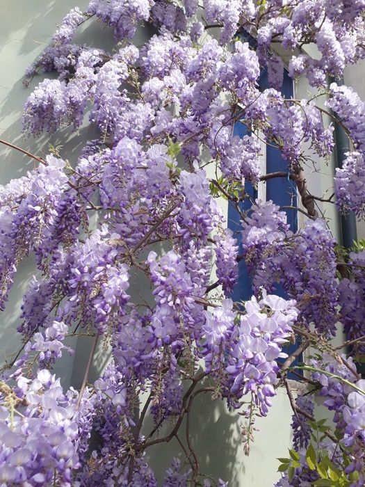 Глициния,штамбовой глициния.
