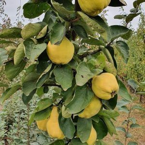 Pomi Fructiferi Columnari (GUTUI )
ANUL 2 =37 LEI 
ANUL 3 =53