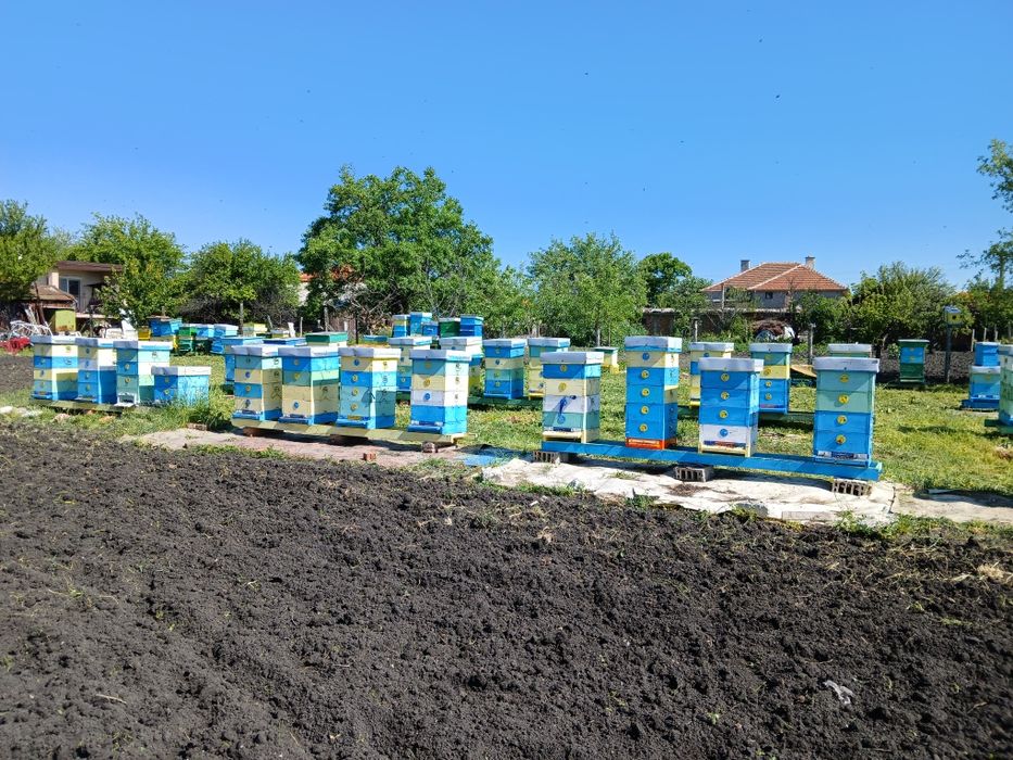Пчелни кошери със семействата