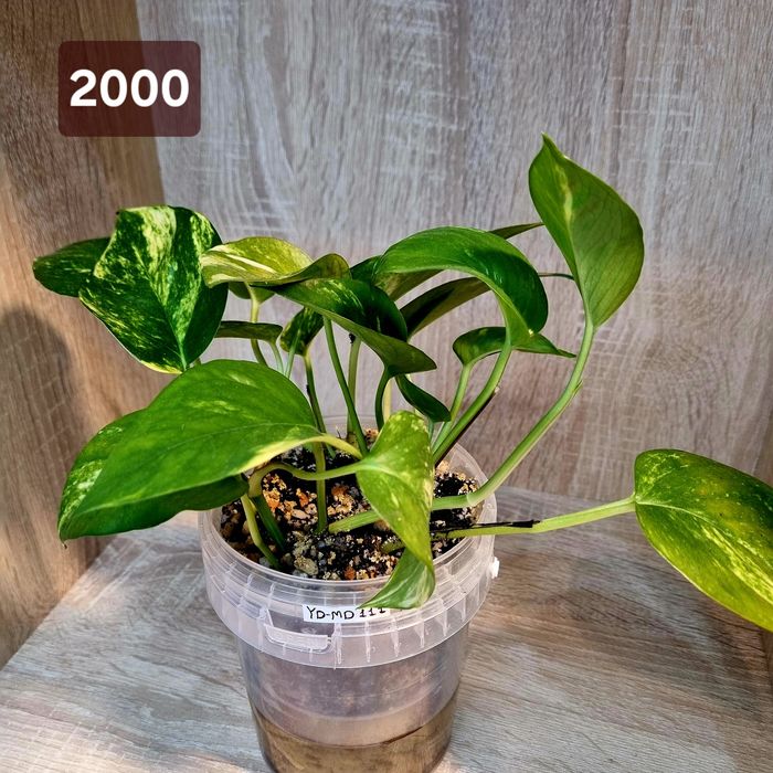 Эпипремнум золотистый