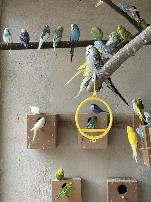 Вълнисти папакали