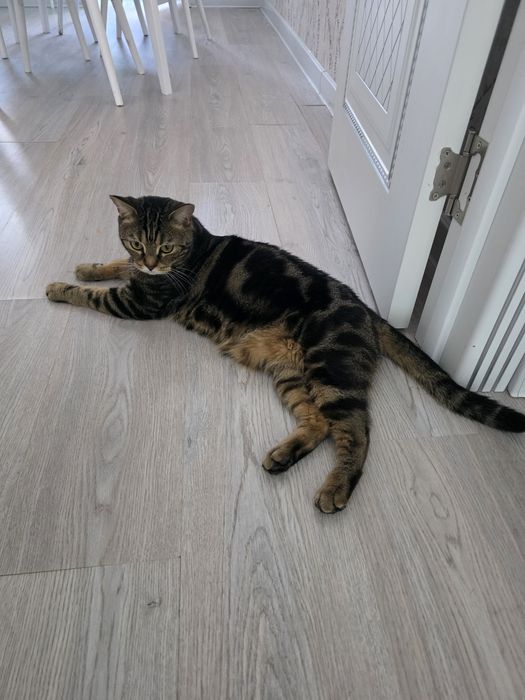 Кошка американец