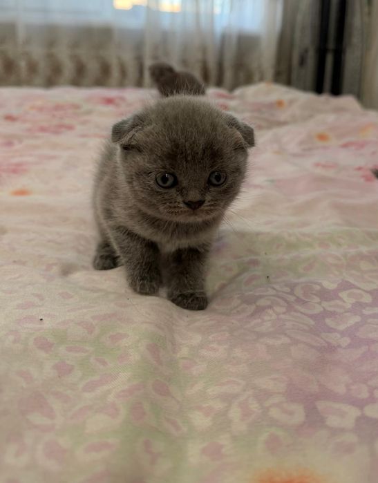 Продаются породистые котята