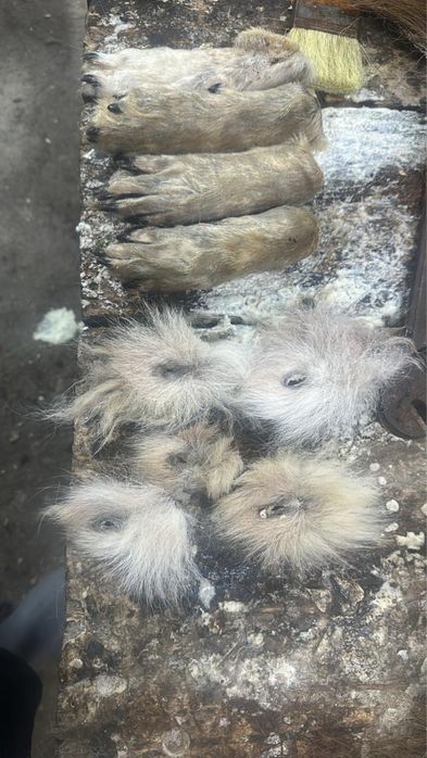 Қасқыр,аю,түлкі терісі