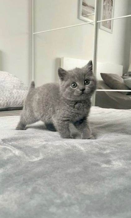 British Shorthair