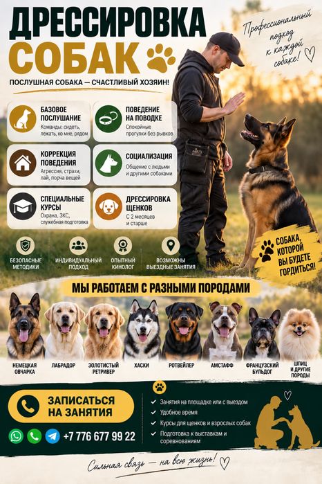 Дрессировка собак