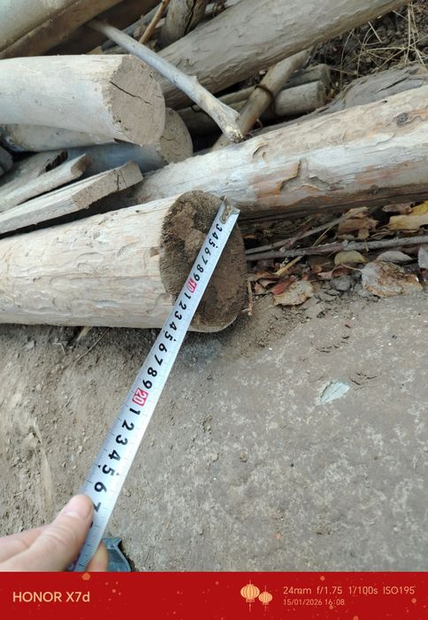 Шарқырауық, әри жайдың төбесине бастырыуғада болатын ағашлар