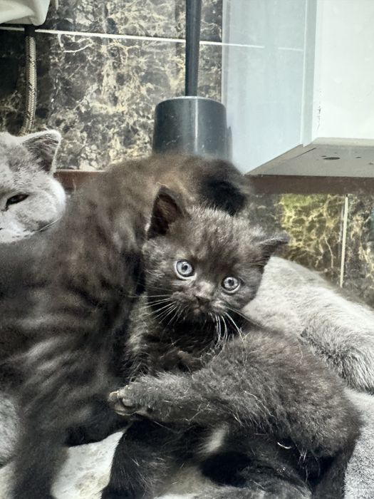 Продам котят шотландские