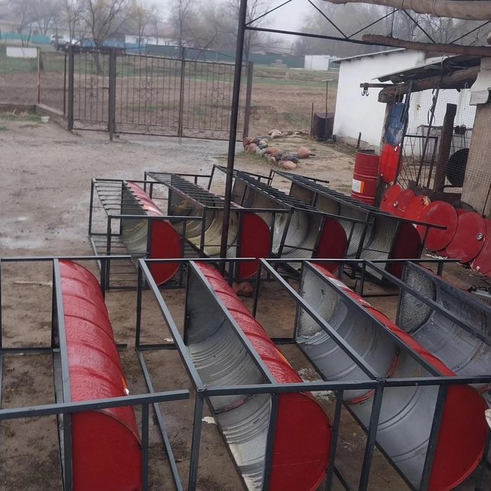 Астау науа қои баран