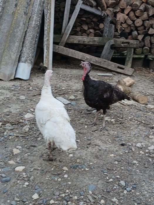 Vând doua curci de casă