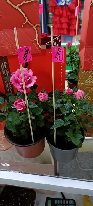 Розы в горшочке:3000 тенге