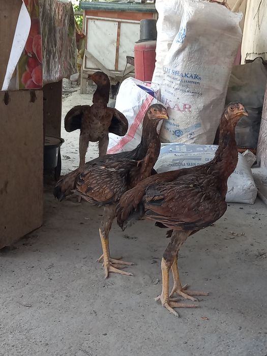 Toza qonli makiyon jojalar sotiladi aprel