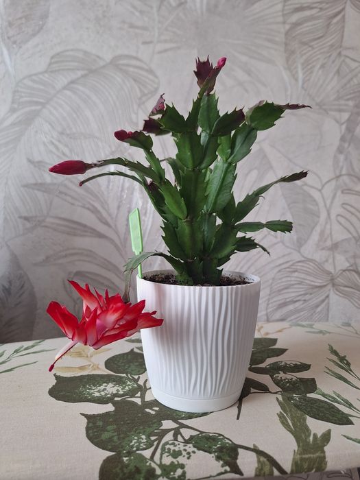 Декабрист красный.