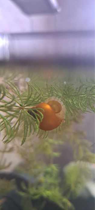 Улитка ампулярия