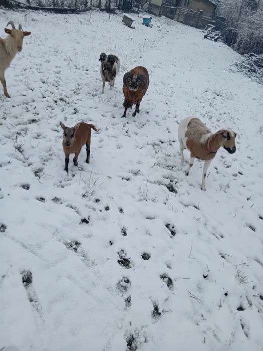 Vând  2 berbeci de camerun și o oaie